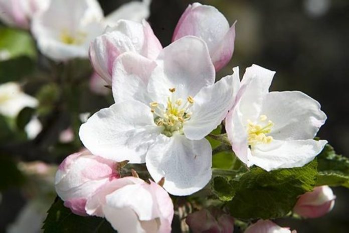 ...staan twee jonge appelbomen, ’t witte bloed omhooggestegen... Foto ANP