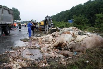 Dierlijke resten op de snelweg bij Ravenstein.