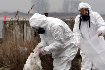 Twee dierenartsen halen een dode zwaan uit het water bij de Duitse stad Trent op het eiland Rgen.