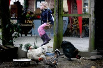 Niet op alle boerderijen zijn de kippen al opgehokt.