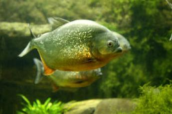 Een piranha