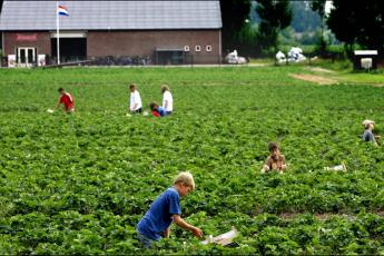 Scholieren en studenten plukken aardbeien.