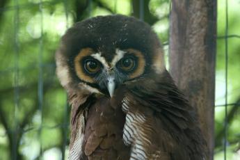 Jonge roofvogels worden vaak geroofd.