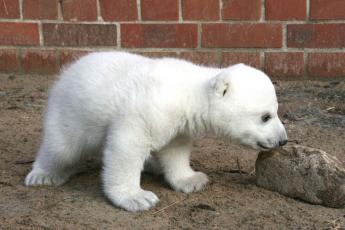 IJsbeertje Knut