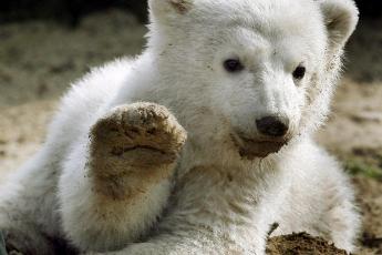 IJsbeertje Knut.