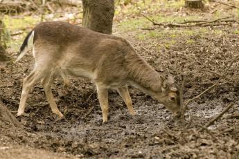 Een damhert drinkt de laatste restjes water uit een uitgedroogde poel op de Hoge Veluwe.