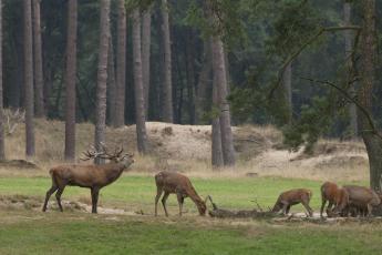 Edelherten in Nationaal Park de Hoge Veluwe.