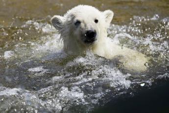 IJsbeertje Knut voor het eerst in het water.