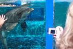 <p>Foto's Dolfinarium</p>