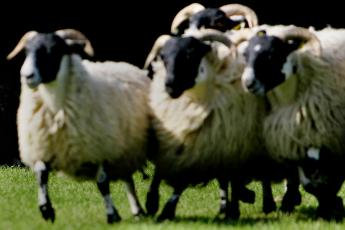 Slachtoffers van blauwtong zijn vaak schapen.