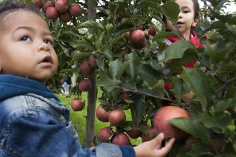 Een jongetje plukt appels in een boomgaard in Lijnden.