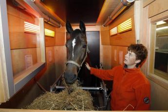 Nieuw in Nederland: Een sauna voor paarden.