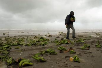 Een man raapt banenen op Terschelling.