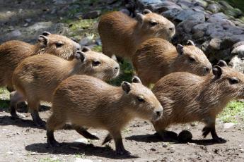 Jonge capybara's.