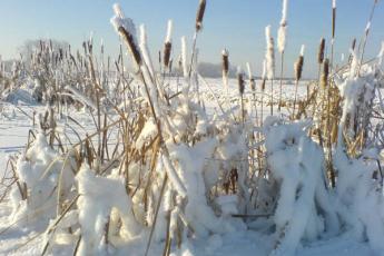 Jury: De lisdodden op de voorgrond breken het vrij vlakke, winterse landschap. Niet alle sigaren zijn wit, wat de foto kleur geeft. Mooi spel van licht en schaduw.