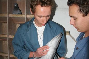 Duivenhouder John Grolleman (l.) inspecteert de vleugels van Walter. Samen met zijn broer Albert zorgt hij voor tientallen duiven.