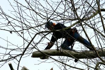 Boomverzorger Hilco Aaten haalt boven in een plataan allerlei toeren uit om de boom stevig in te korten.