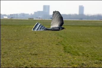 Vogels opgepast!