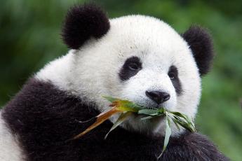 Een jonge reuzenpanda eet bamboe in het natuurreservaat Wolong.