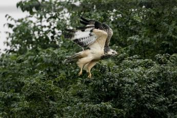 Twee buizerds vallen mensen aan in Zeewolde.