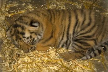 Een van de drie pasgeboren Siberische tijgers.