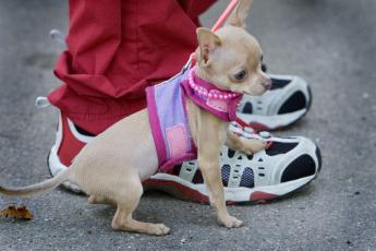 Een kleine hond als een chihuahua hapt eerder dan een grote hond.