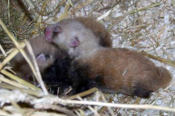 Pandatweeling geboren.