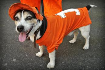 Een hond verkleed als oranjesupporter.