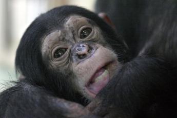 Een baby chimpansee in Artis.