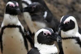 Pinguns in dierentuin Artis.