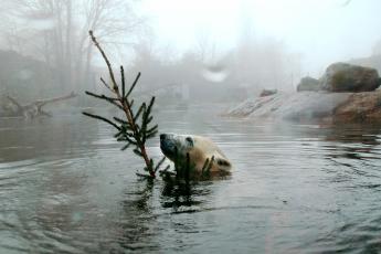 Een ijsbeert stort zich op een kerstboom.