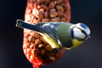 Vogels voeren.