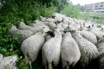 Schapen gaan er vandoor...