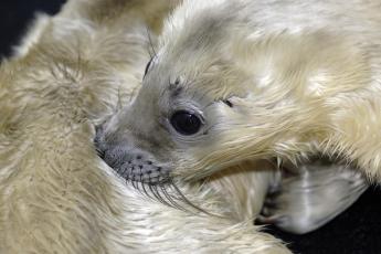 Een zeehondje in de zeehondencreche in  Pieterburen.