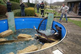 Paard Winston valt woensdag na een poging om hem uit een zwembad in Almere te krijgen terug in het water.