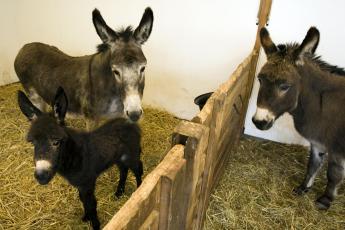 Zo trots als een pauw is beheerder Anneriek Winkelaar van kinderboerderij Delftse Hout met de geboorte van een ezelveulentje.