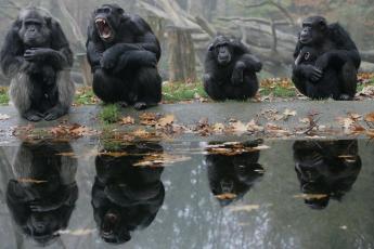 Chimpansees in Burgers Zoo in Arnhem.