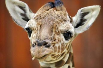 Giraffe in dierentuin Artis.