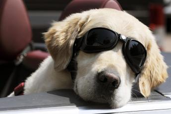 Een labrador rust uit in de zon.