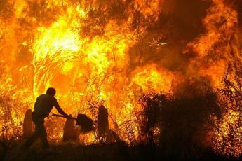 Door de vuurzee gingen eind augustus tienduizenden hectares bos verloren.