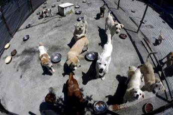 Op 5 oktober is het Vergeten Dierendag.