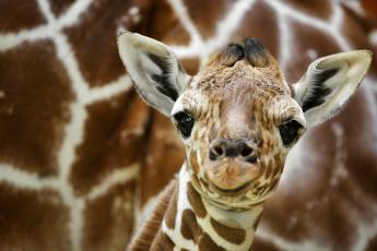 Gasten kunnen in de toekomst op ooghoogte met giraffes overnachten.