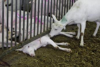 De dieren die moeten worden gedood, kregen een kleurmerk.